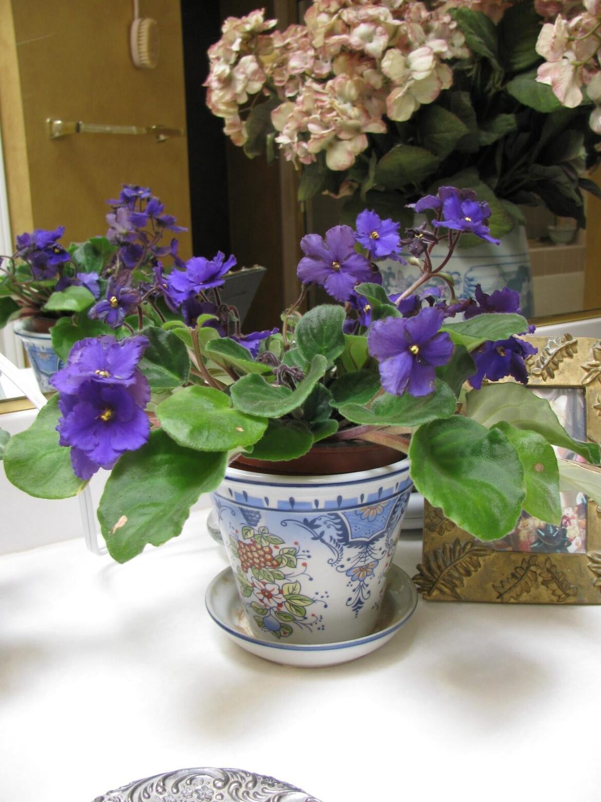 african violet