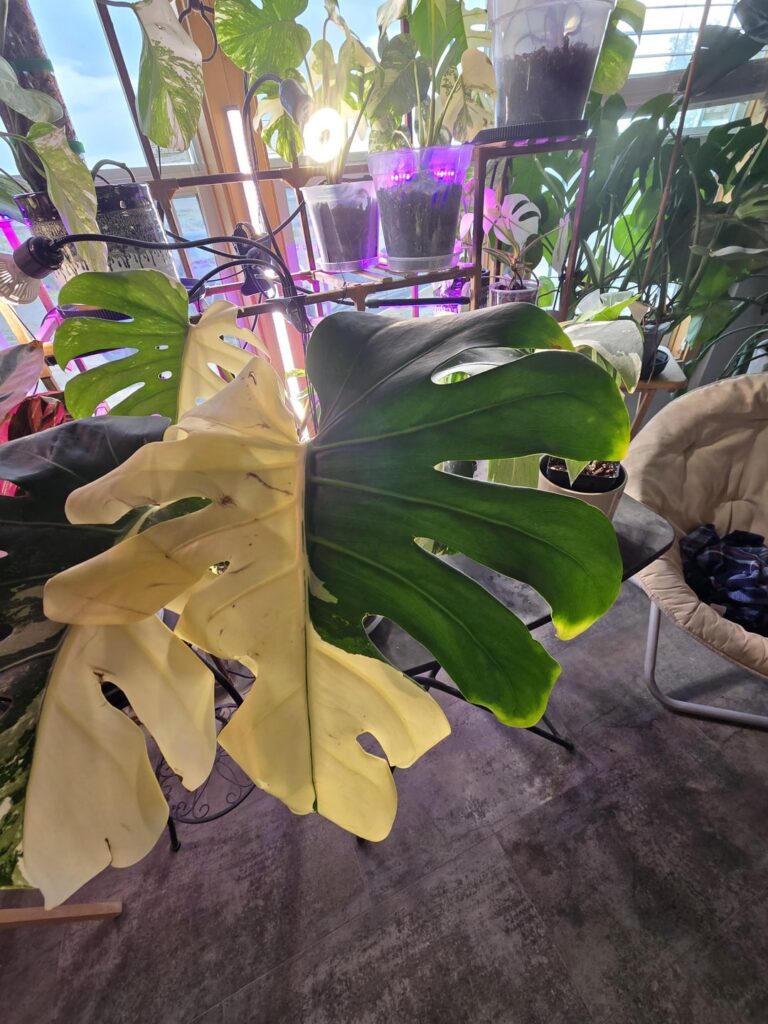 How rare is a large form monstera albo? How rare is a large form monstera albo?