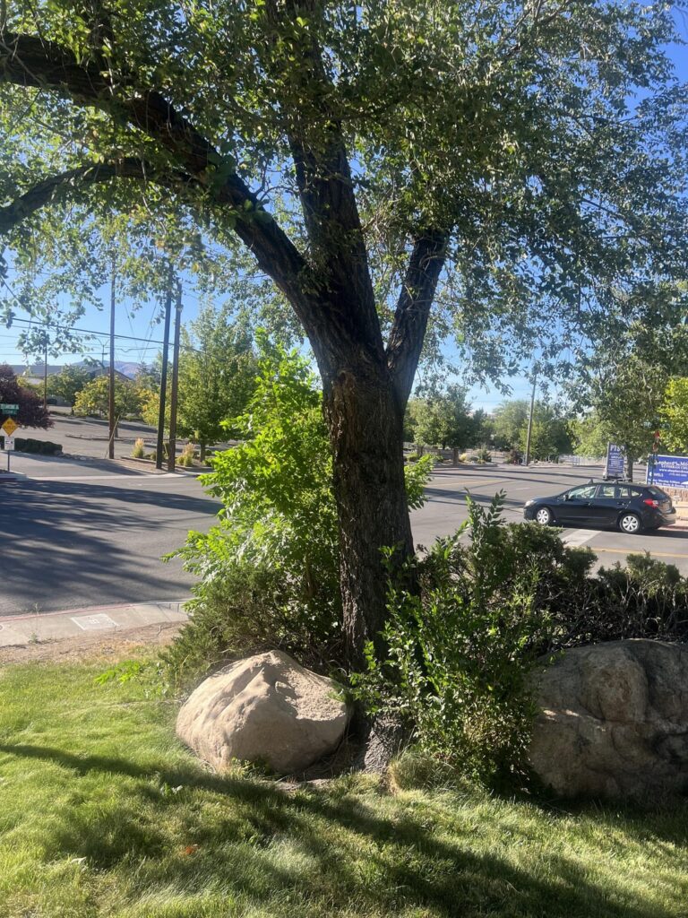 Better to move rocks away from tree? Better to move rocks away from tree?