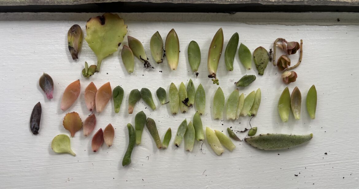 Round 2 of proplifting went even better than the first time!