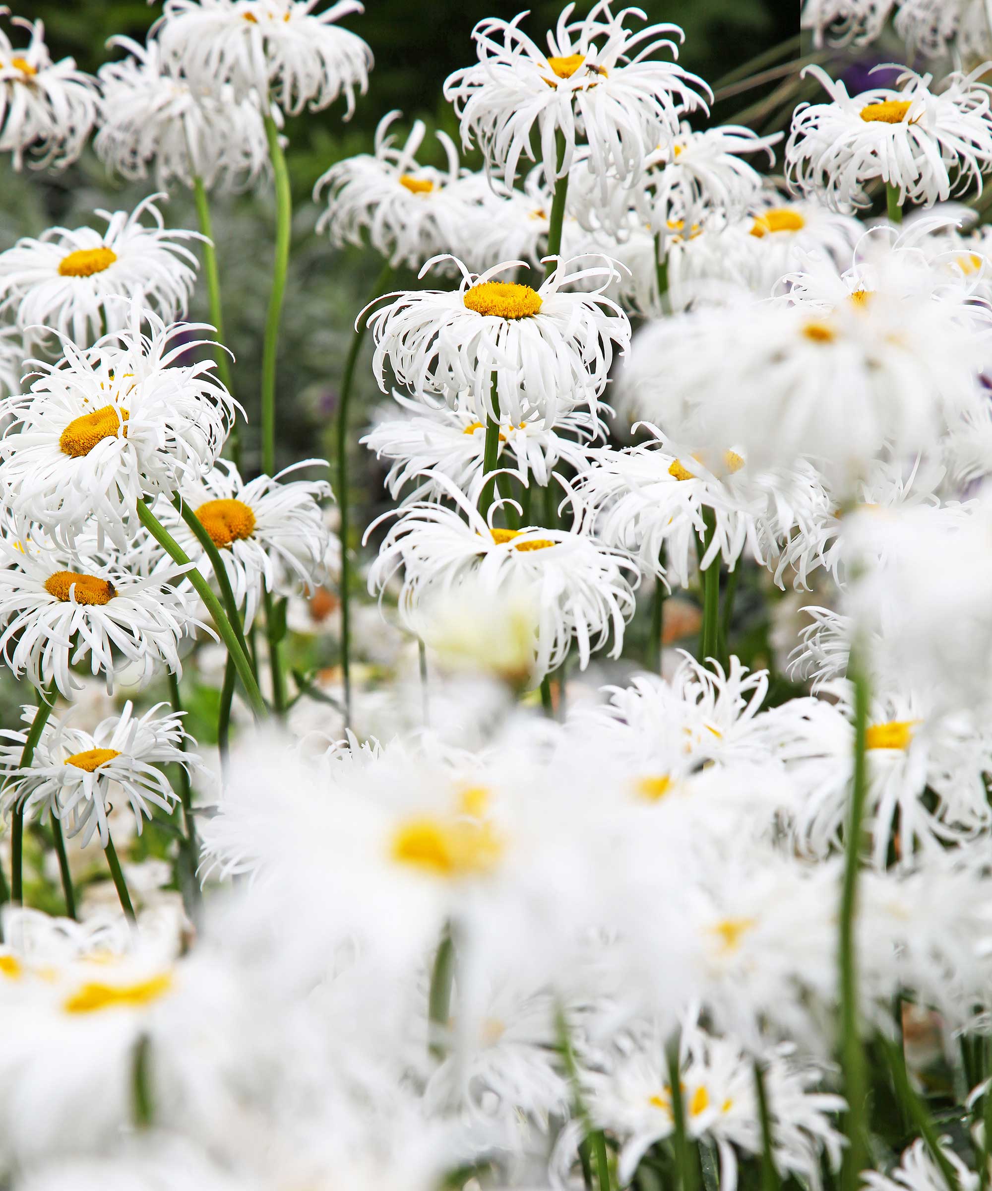 shasta daisies