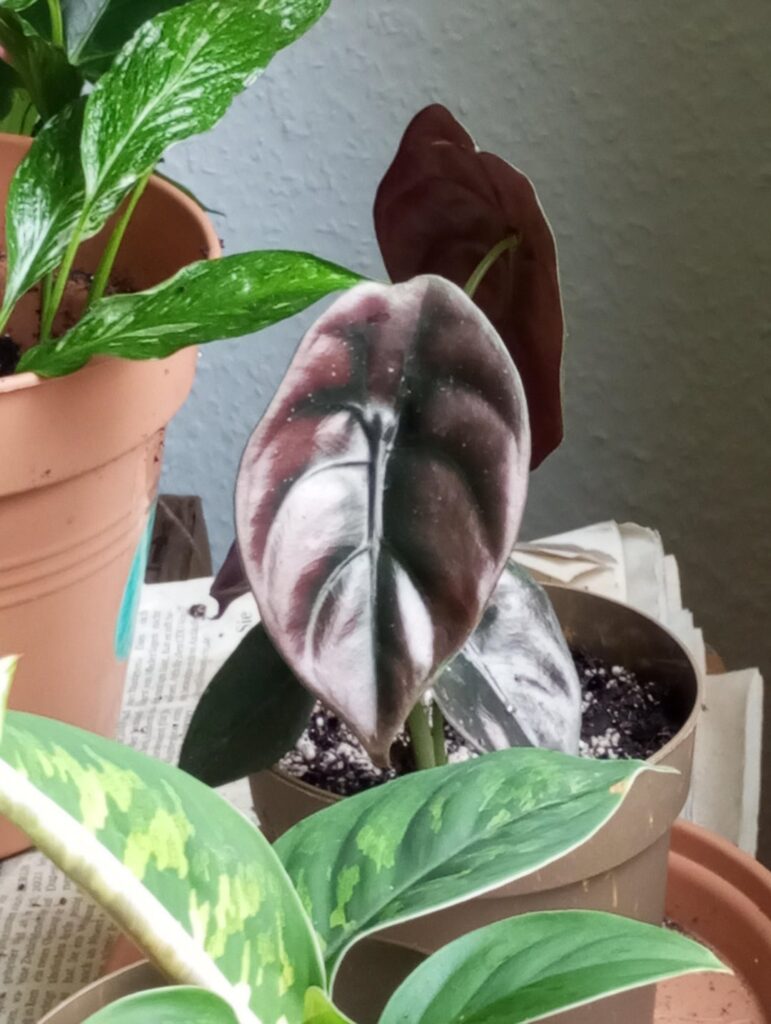 Im in love with my new plant named Cherry 🍒🥰