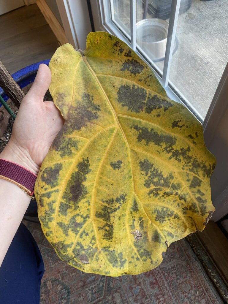 Is this root rot?