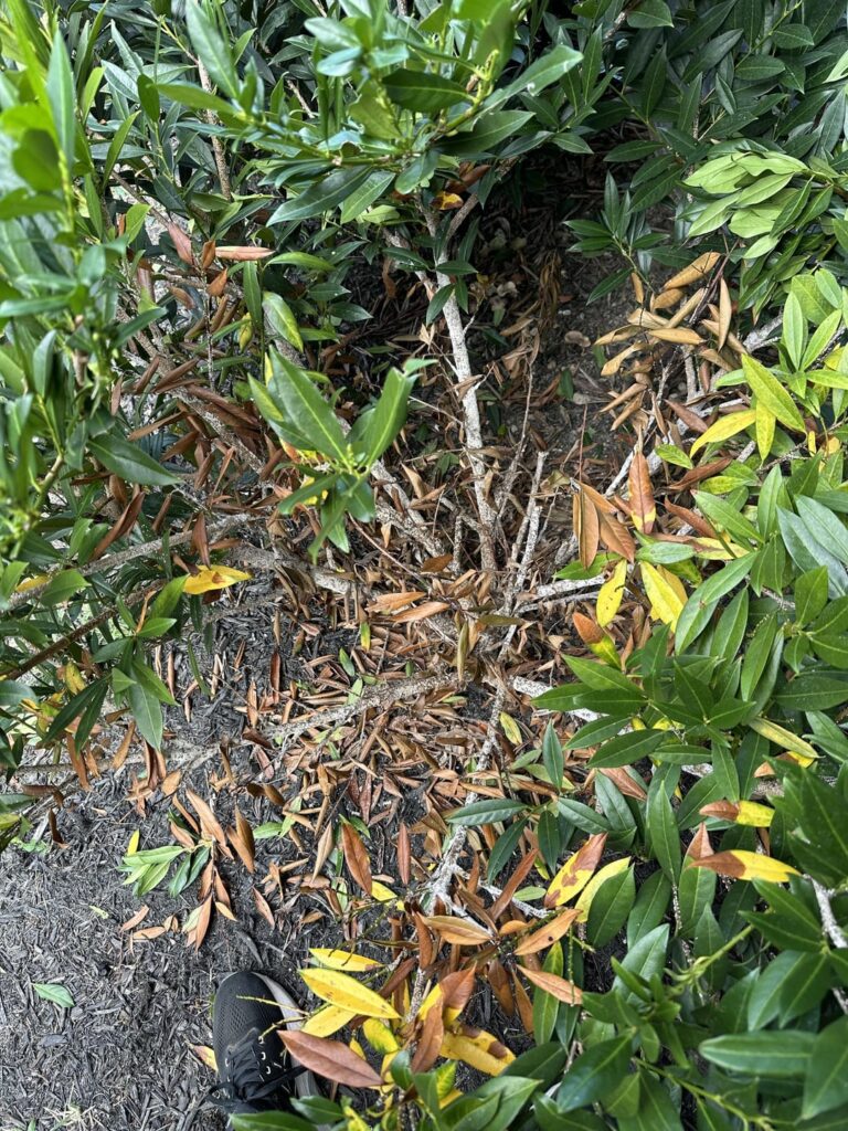 Is there anything I can do for this bush or is it toast?