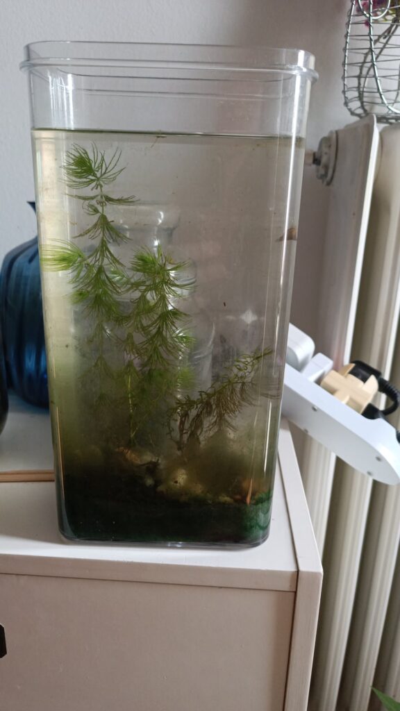 Help me with my ecosphere please Help me with my ecosphere please