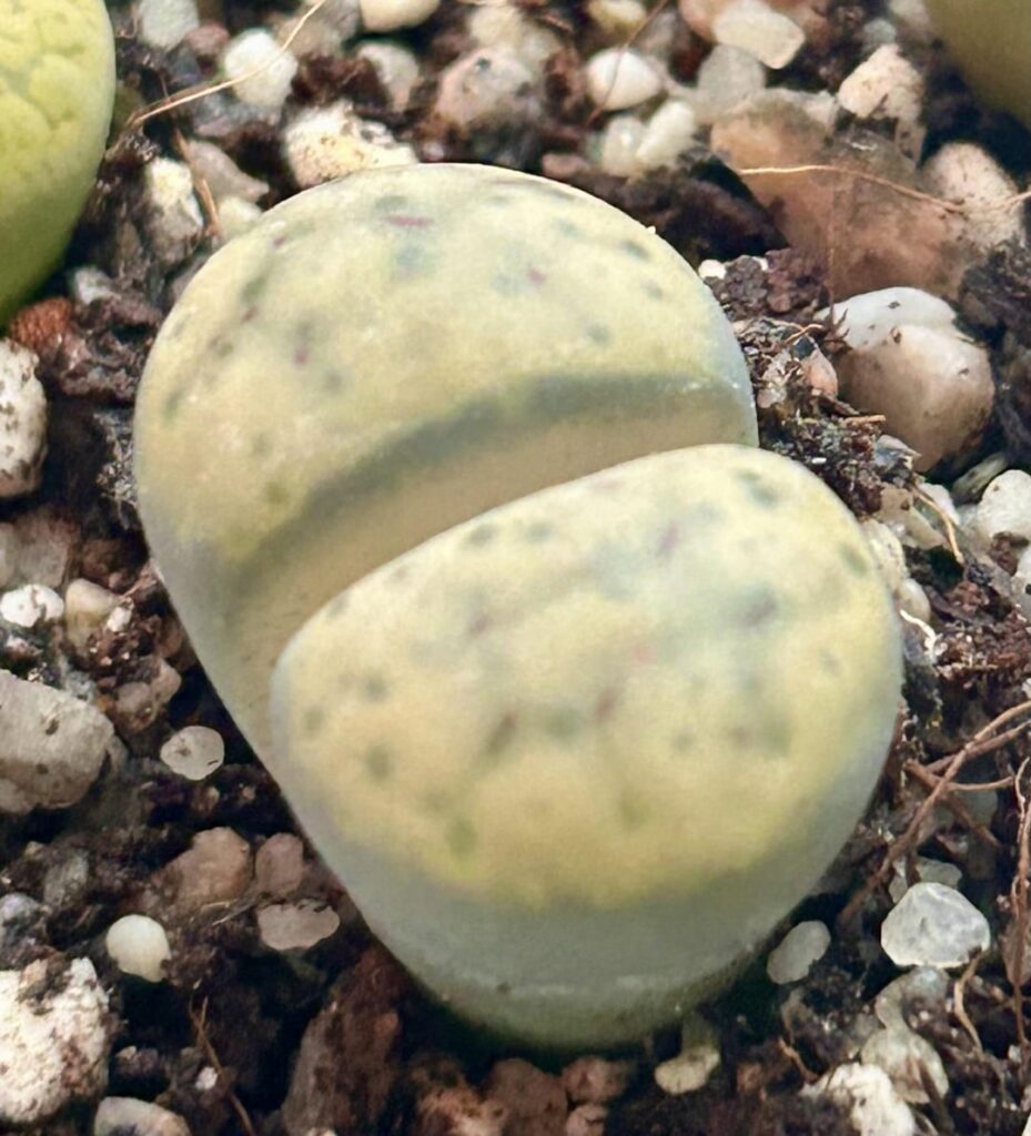 What Lithops are these?