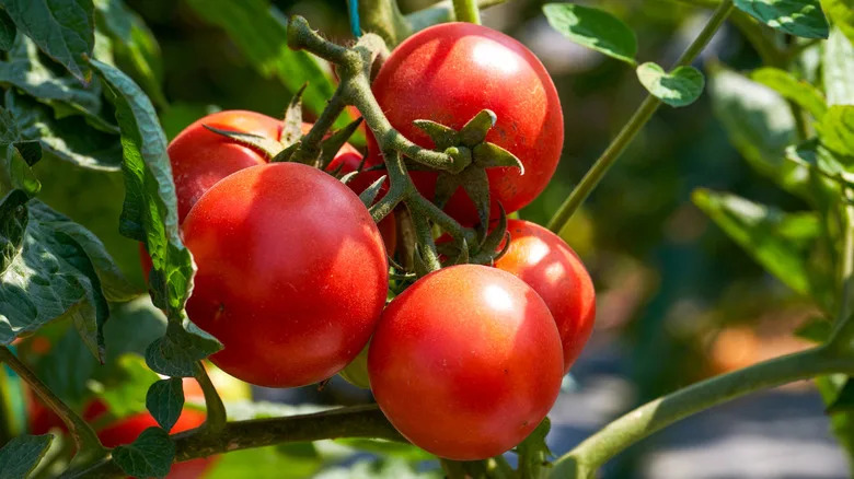 Ripe, red tomatoes on the vine, ready for harvest