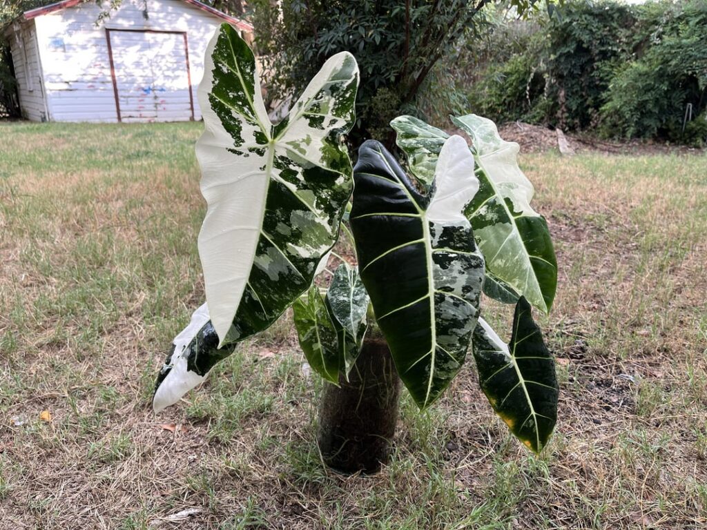 She’s getting out of control! She’s getting out of control!