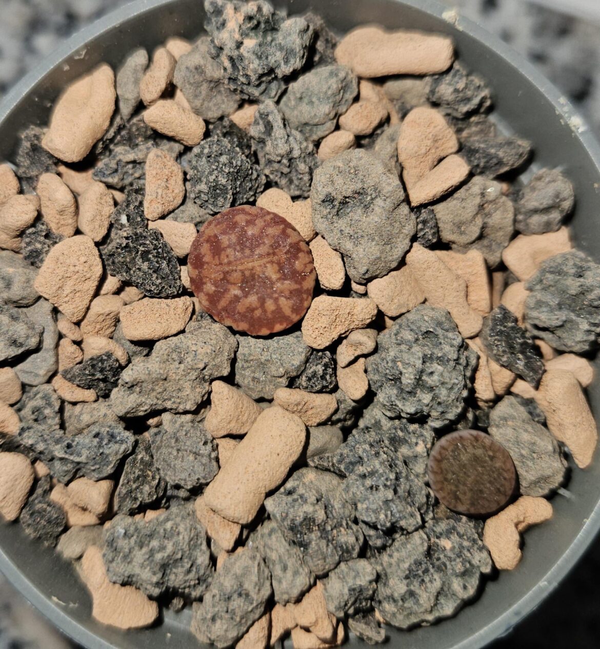 Anybody know what species this is?