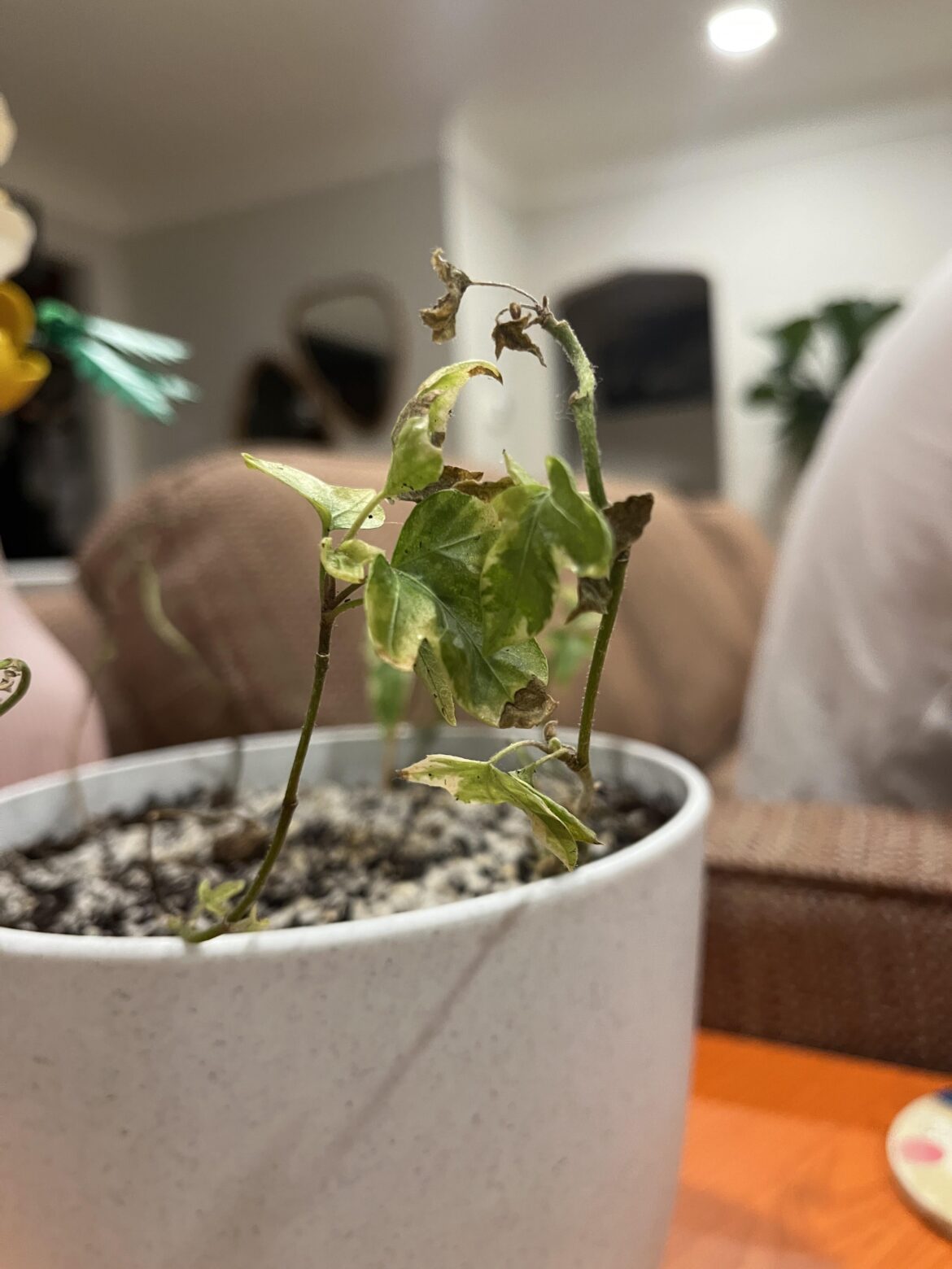 Need help saving my English ivy — leaves look sick Need help saving my English ivy — leaves look sick