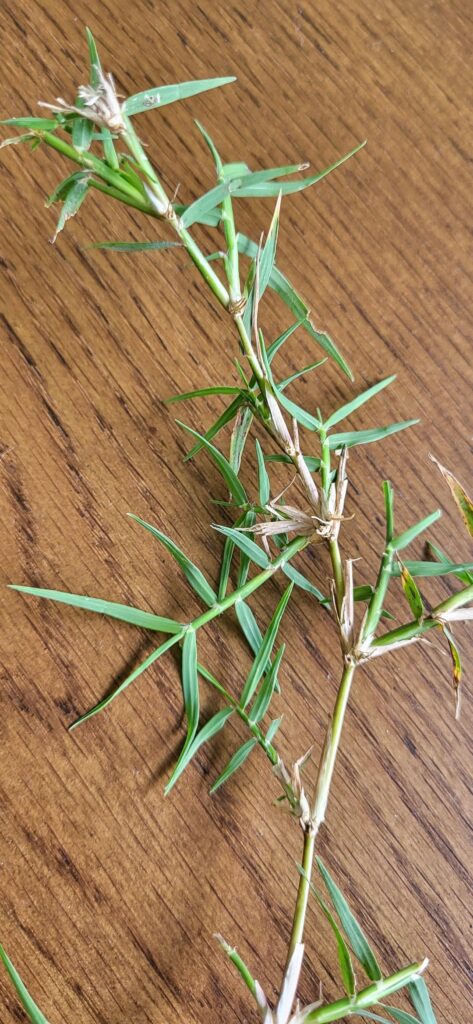 Better Pictures. What grass is filling back in?