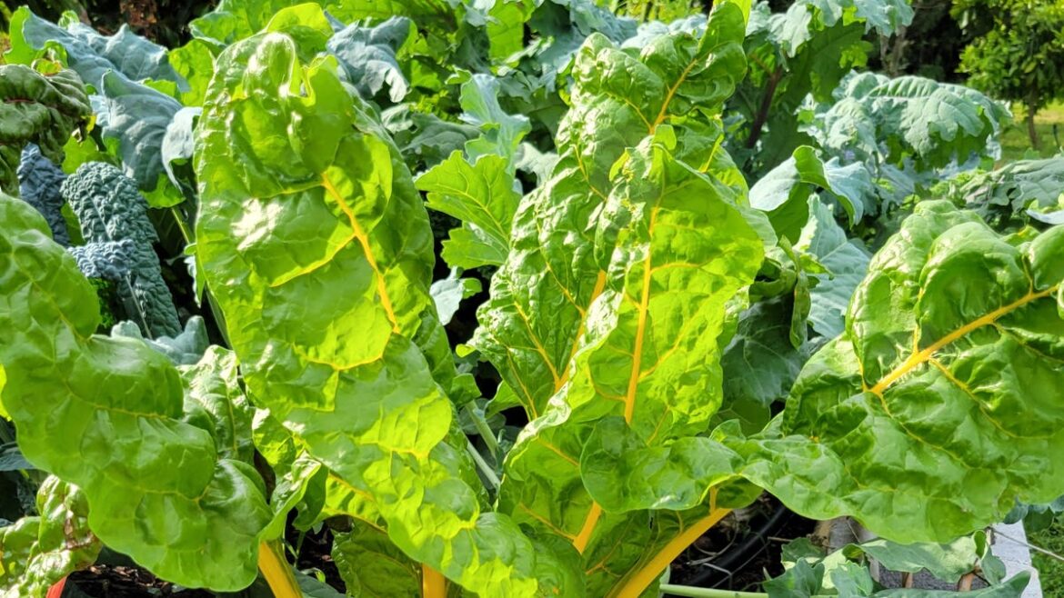 Here’s a look at what Brevard gardeners should plant, plan in September Here's a look at what Brevard gardeners should plant, plan in September