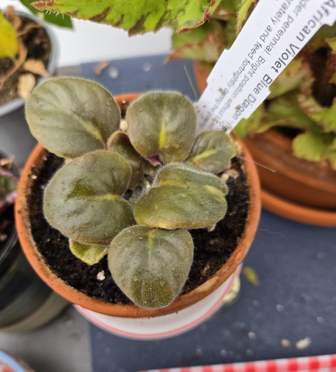Blue Dragon plug plant – does it look ok? Blue Dragon plug plant - does it look ok?