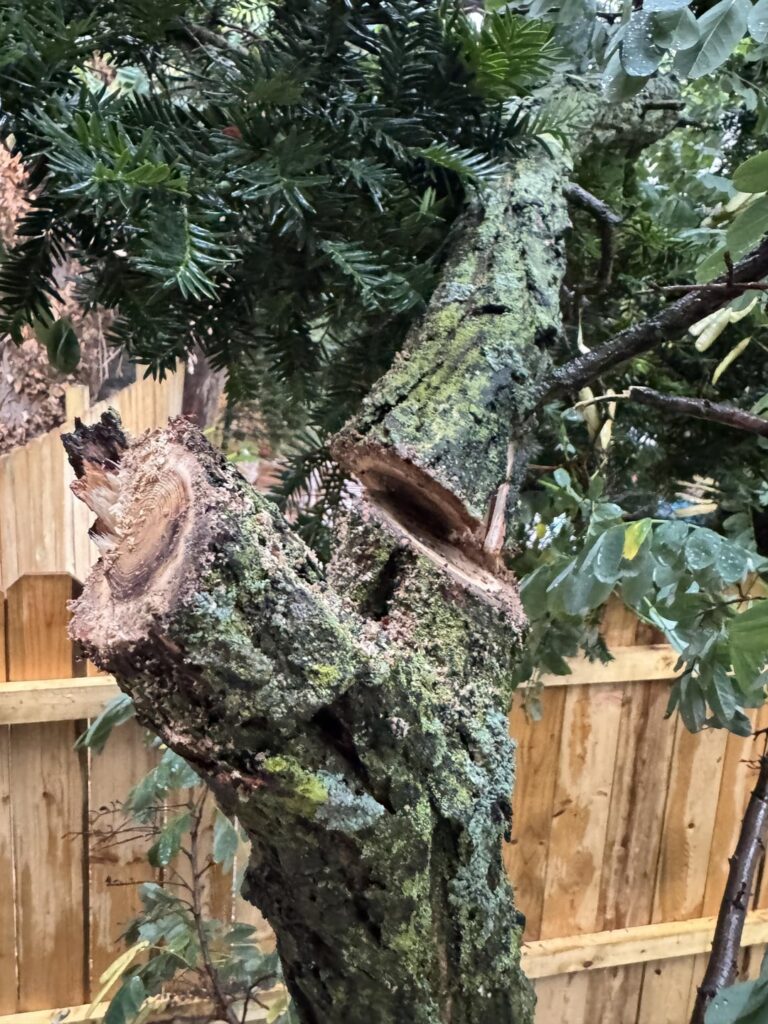 Tree branch fell – Is our tree unhealthy? Tree branch fell - Is our tree unhealthy?