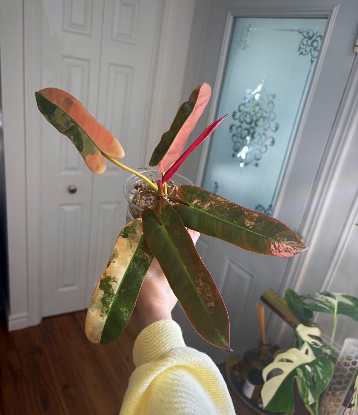 Finally she is mine, Atabapoense Pink philodendron