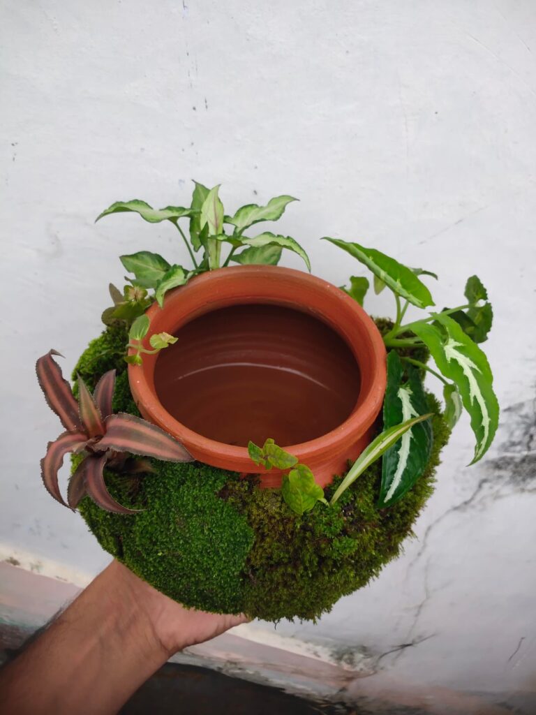 Plant's growing on Terracotta pot 💚😍