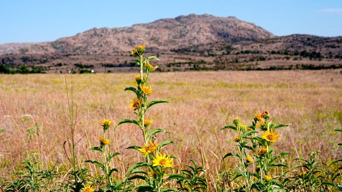 Dakota Gardener: Growing wild Dakota Gardener: Growing wild