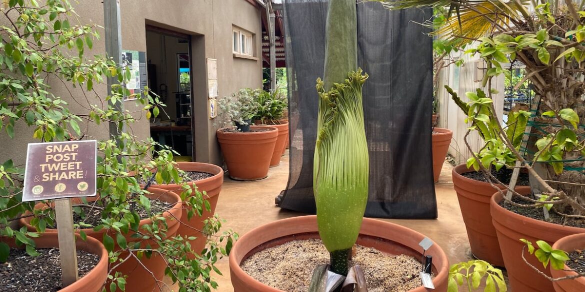 Corpse flower begins to bloom at the Olbrich Botanical Gardens