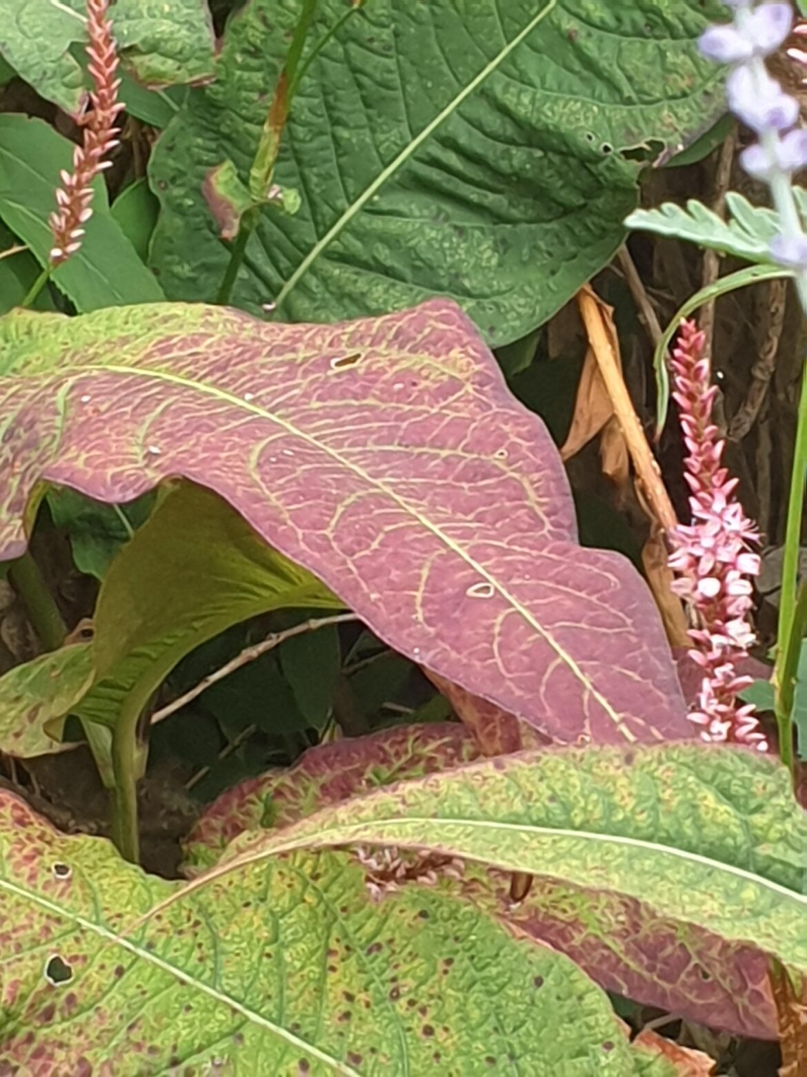Phosphorus Deficiency on Bistorta (Persicaria) amplexicaulis 'Rosea' in my Garden