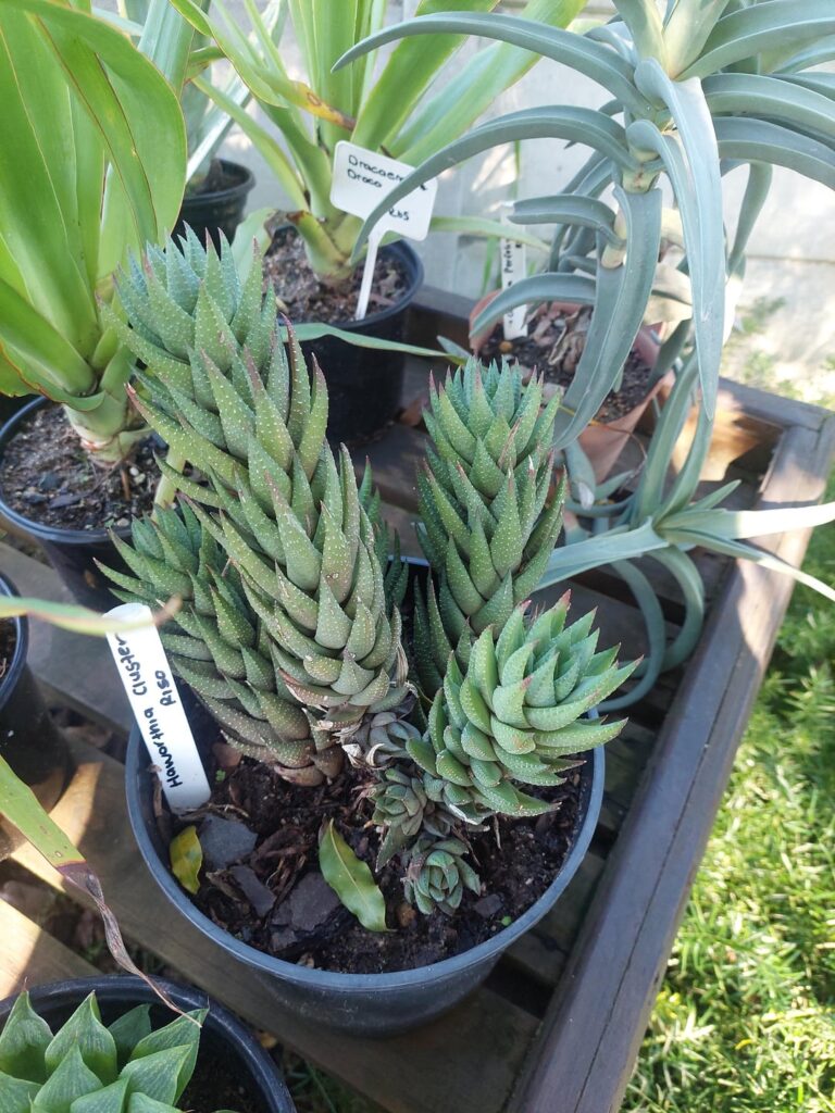 Need some help on 3 ID’S please Need some help on 3 ID'S please