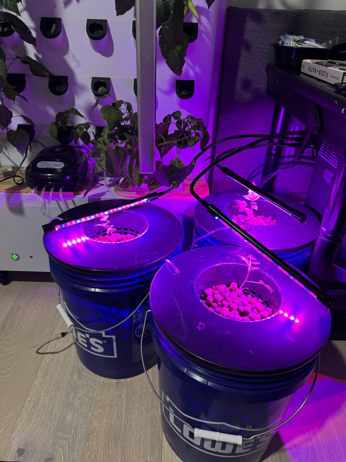 Moving DWC tomatoes outside question about the sun.