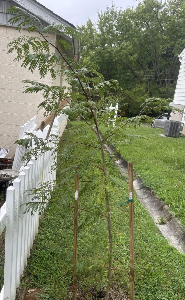 Is this leaning honey locust going to be a problem long term?