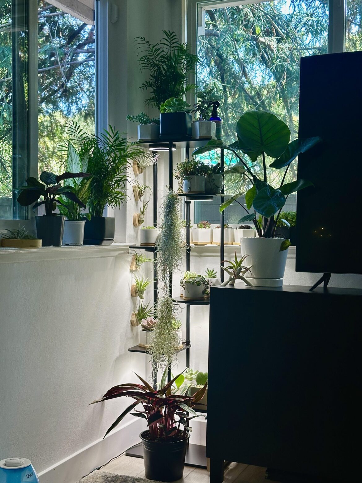 What do you guys think about my little green corner? What do you guys think about my little green corner?