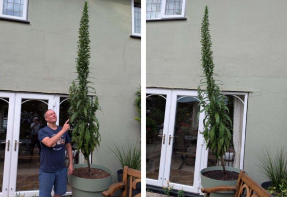 Bury St Edmunds gardener’s tropical tower hits new heights