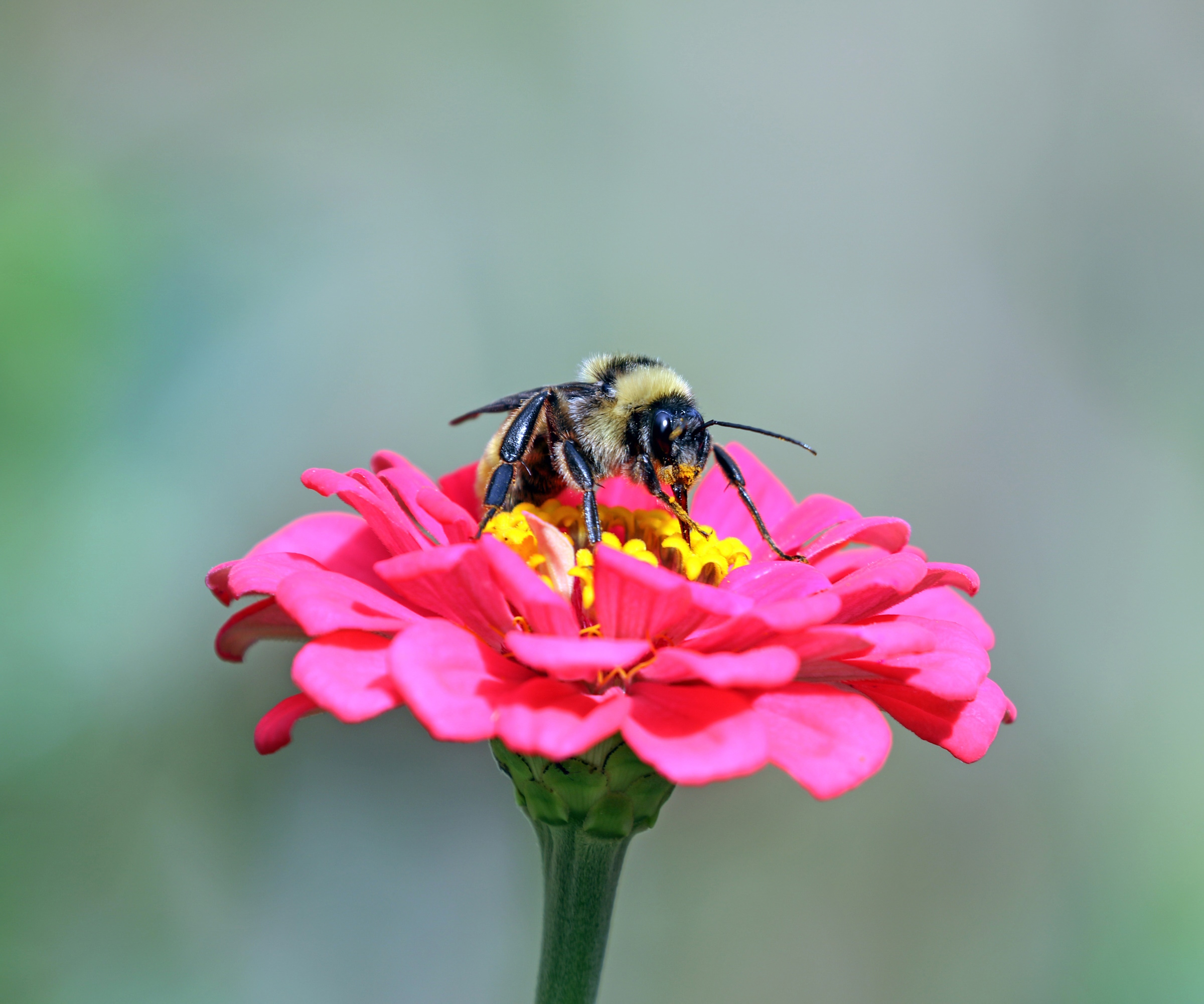 American bumblebee