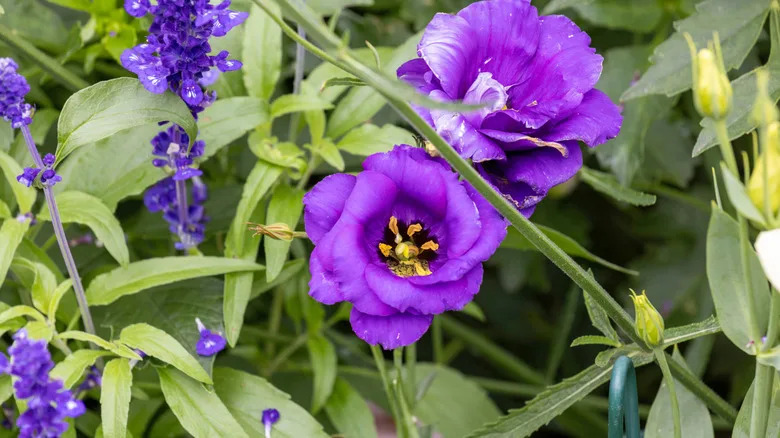 Purple blooms of lisianthus