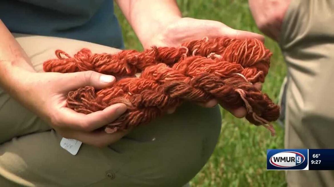 Growing dye plants in your home garden