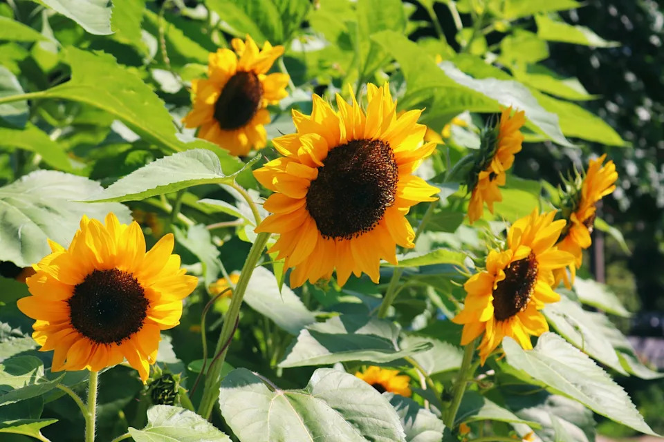 sunflowers! gorgeous sunny blooms on a sunny summer day.