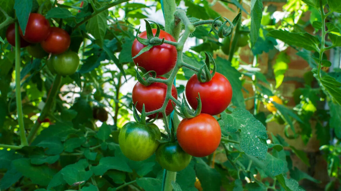 Gardener Warns of Common Pest That Destroys More Than Just Tomato Plants Yahoo lifestyle home