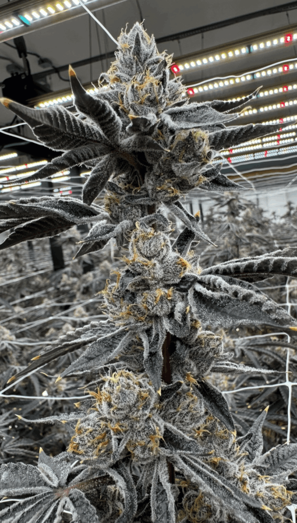 My babies will soon be ready for harvest 🔥