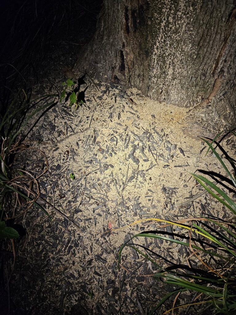Is this tree dying?