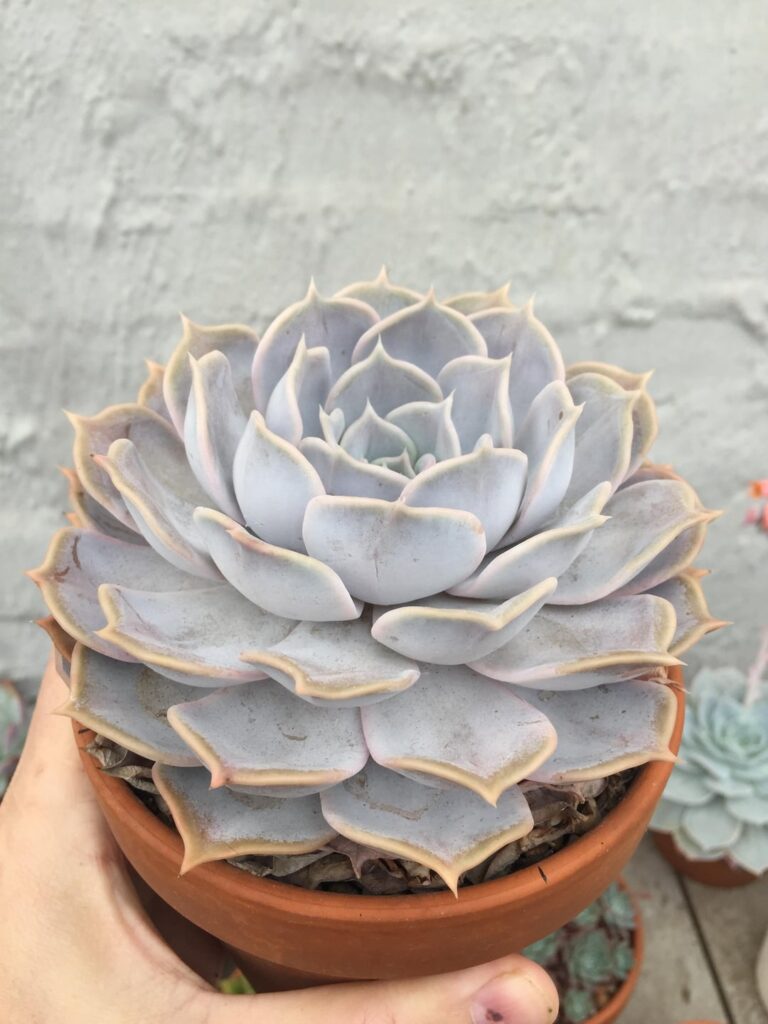 Echeveria lilacina