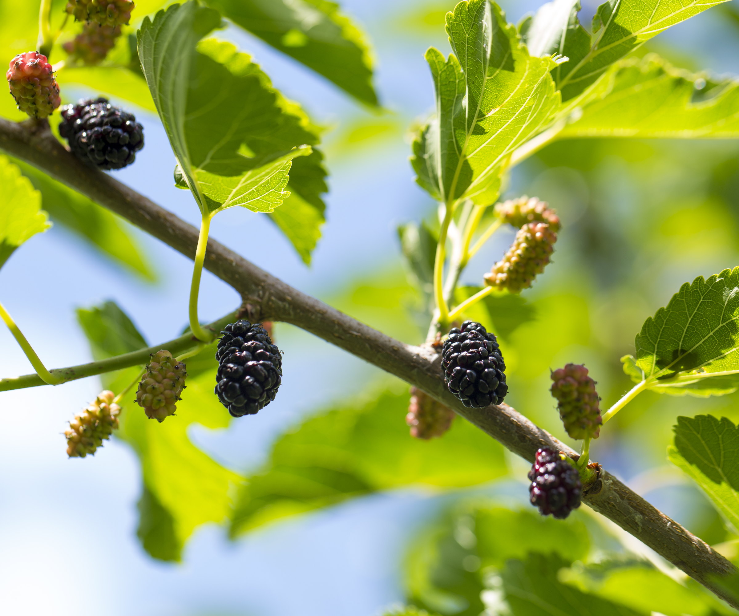 The branch of a black mulberry tree