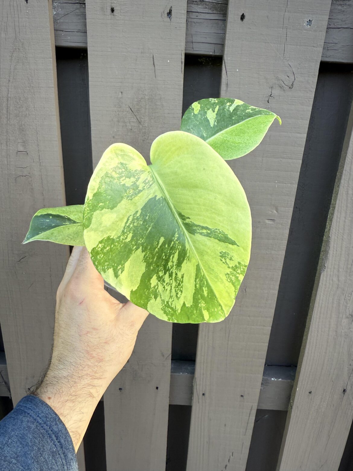 Showing off my Monstera Deliciosa “Elenita” Showing off my Monstera Deliciosa “Elenita”