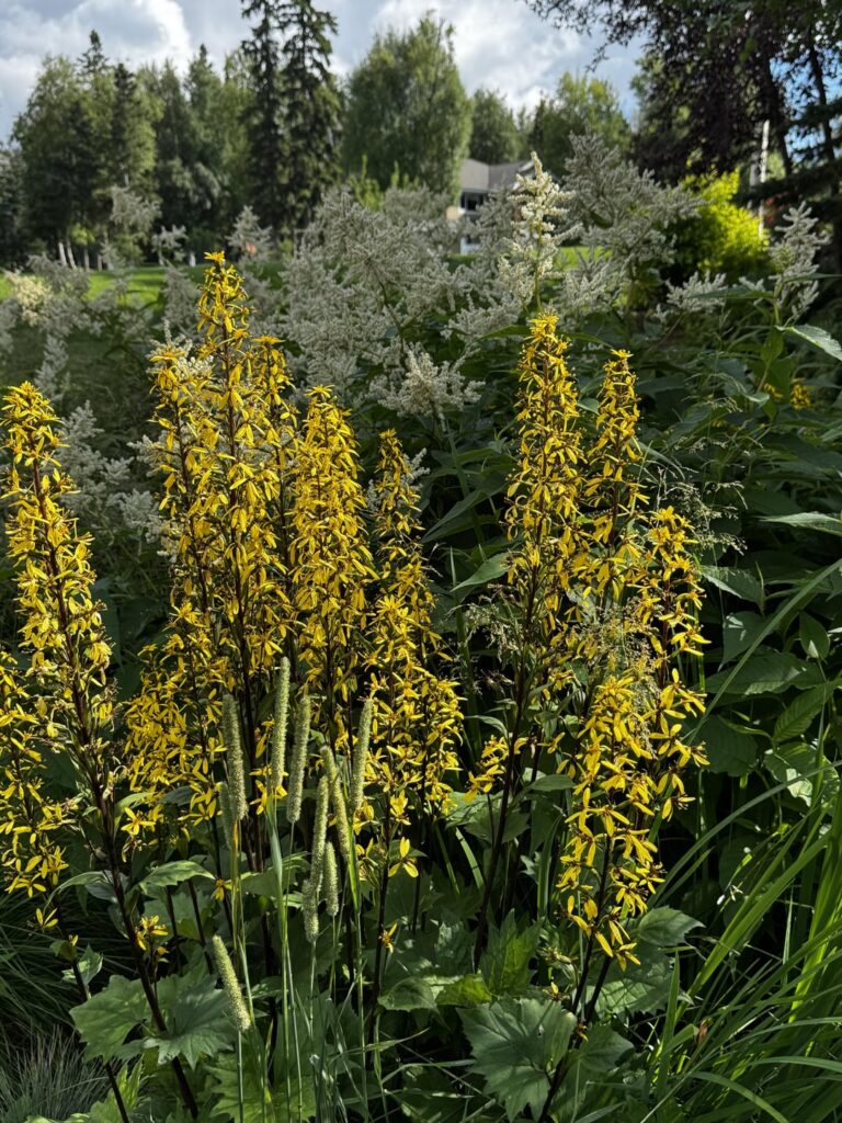 Stroll around the lawn and gardens part 4