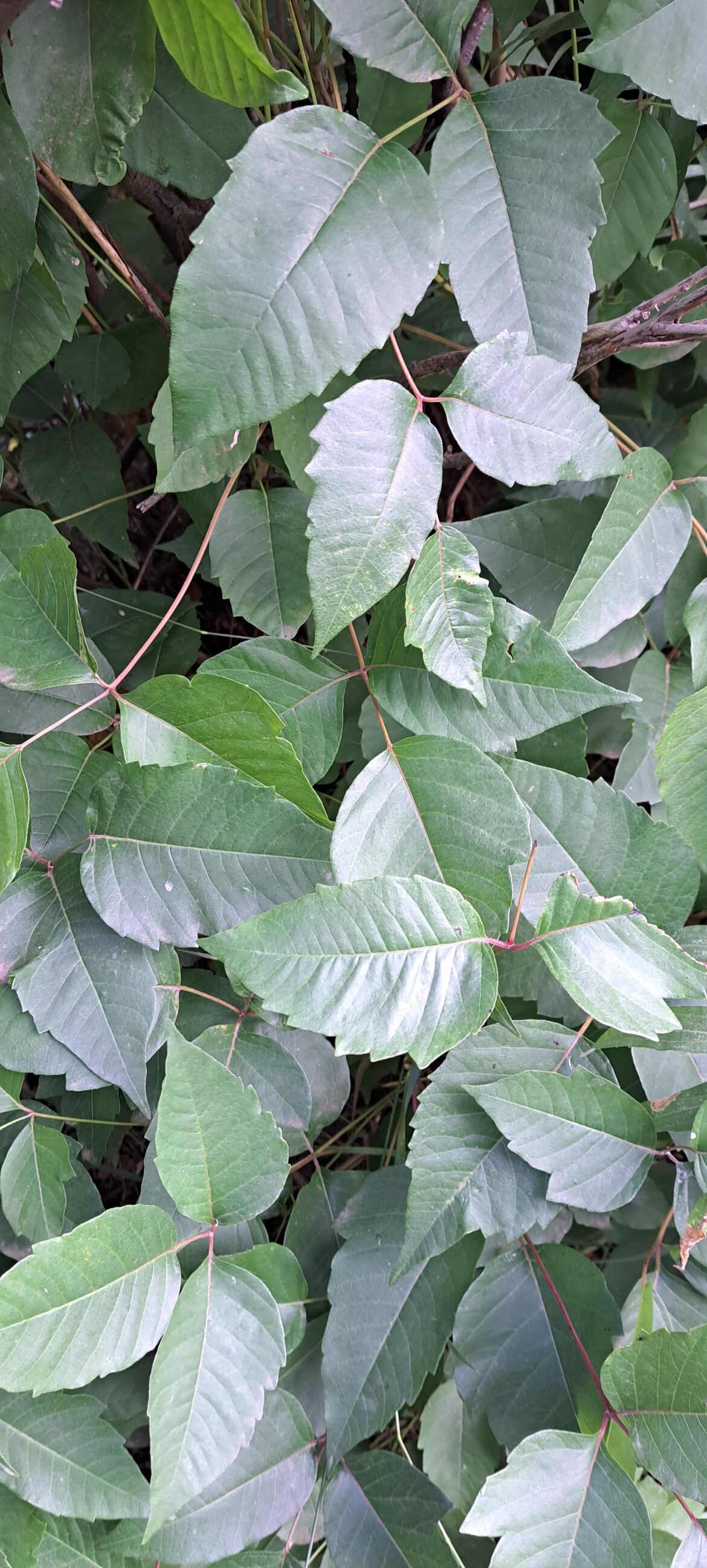 Did we really get into poison ivy