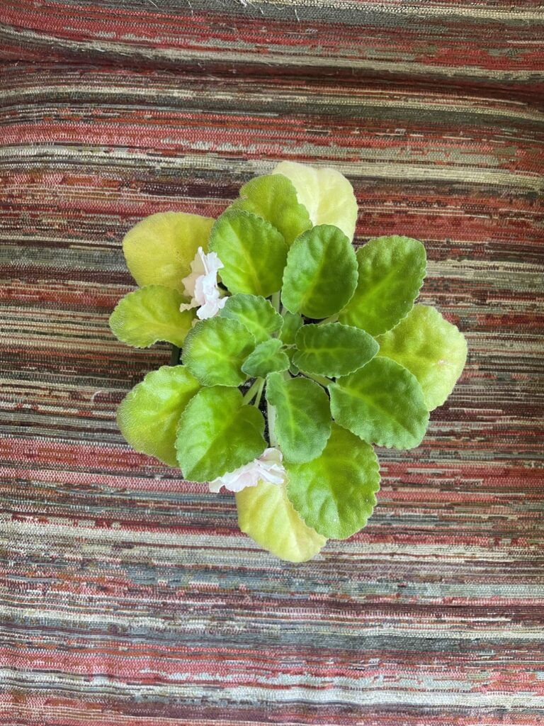 Yellow bottom leaves