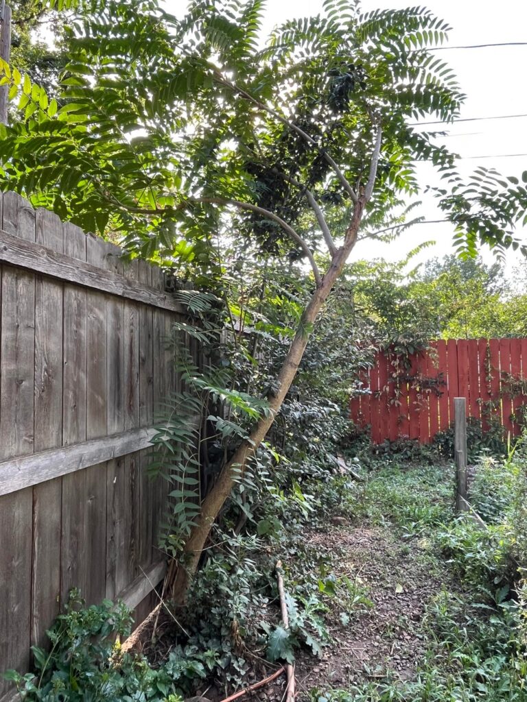 Should I kill this Tree of Heaven? Should I kill this Tree of Heaven?