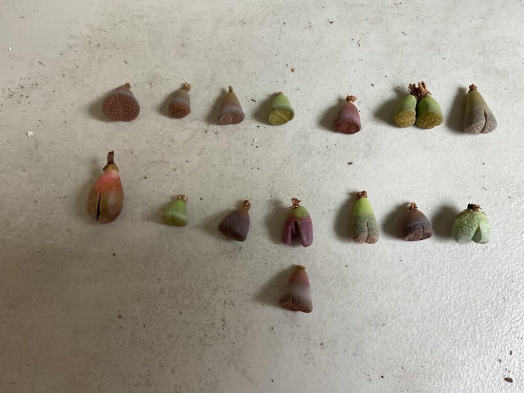 Dividing and separating lithops