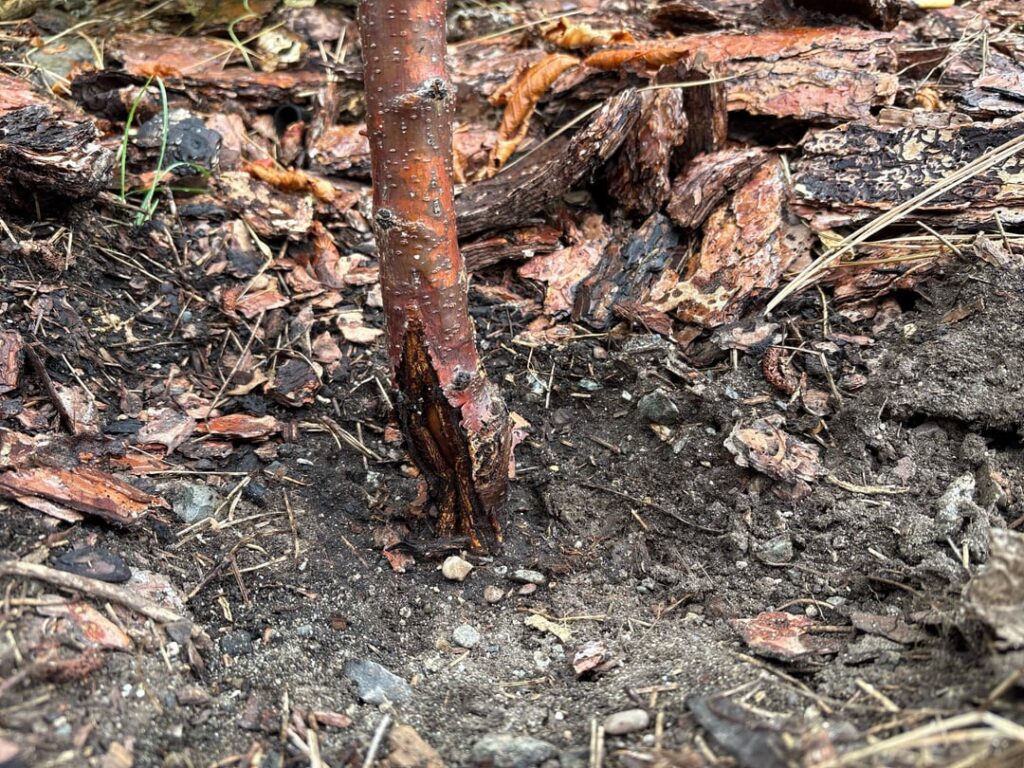 Have a cherry tree that I planted a little too deep. Wondering if I should bury this split or try to keep it above ground?