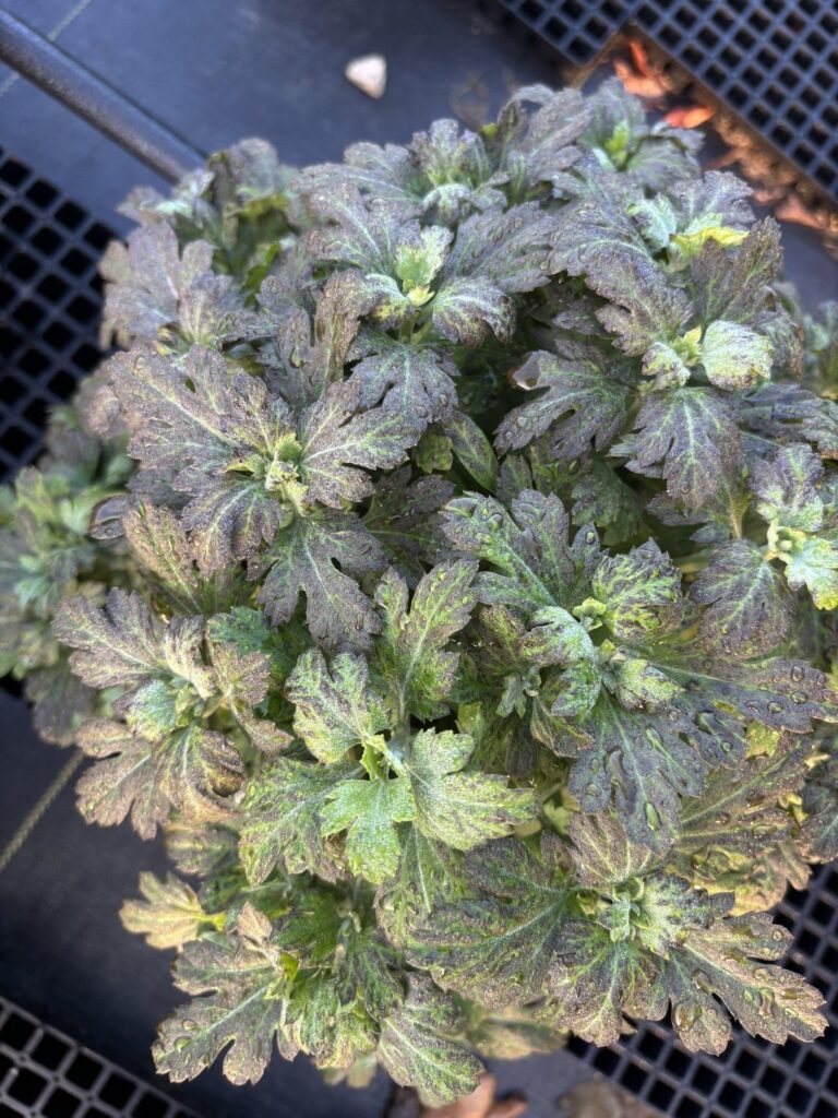 Help!! My mums are dying!!