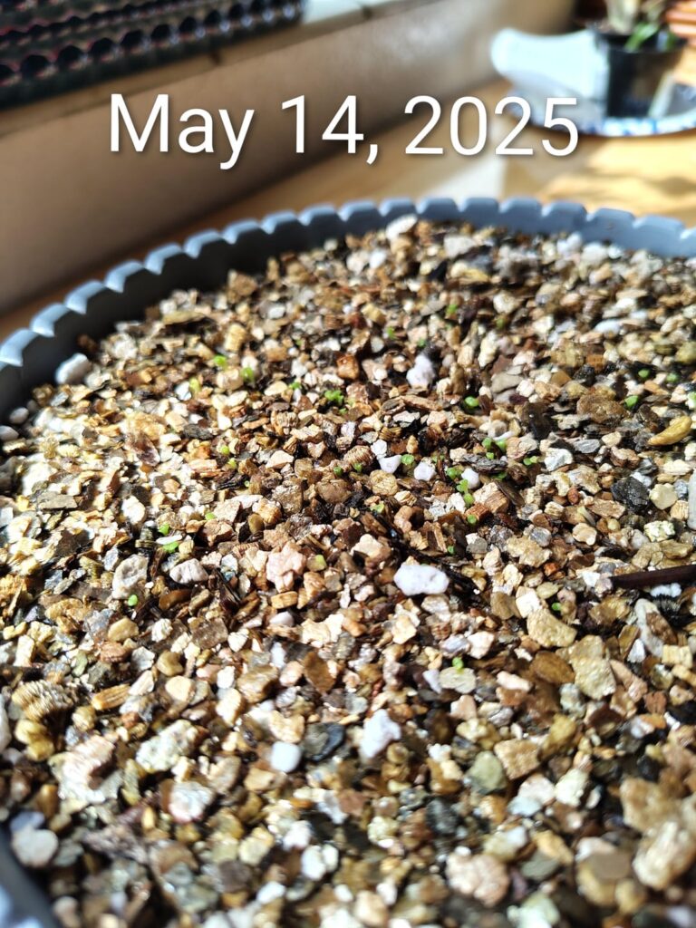 Lithops seedlings.