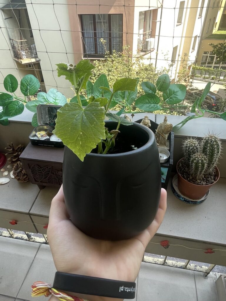 Cucumber :3