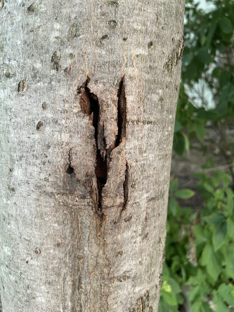 Is this maple a goner?