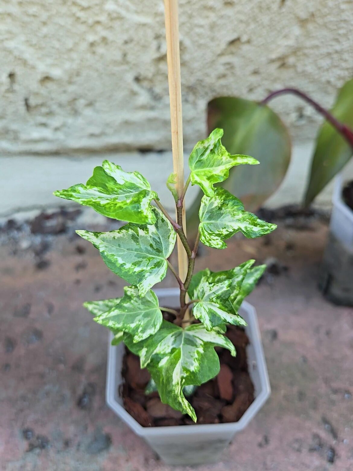Trying to gauge interest, would anyone want this if I started to cultivate it?
