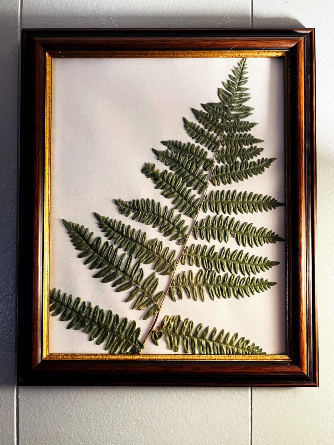 My first framed fern